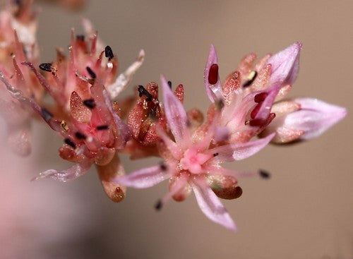 Sedum pulchellum