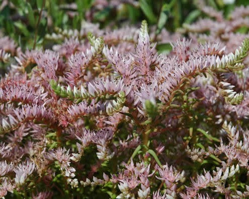 Sedum pulchellum