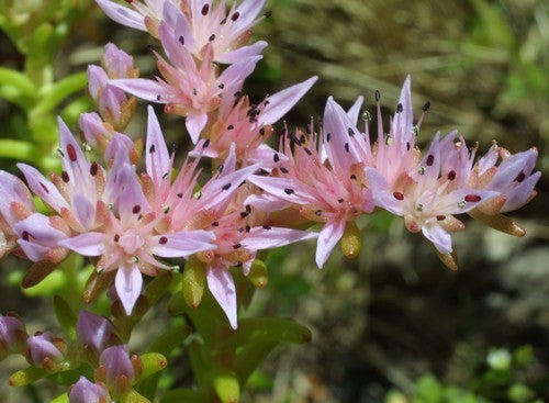 Sedum pulchellum