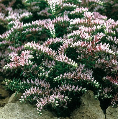 Sedum pulchellum