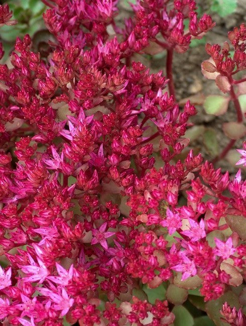 Sedum spurium var. coccineum