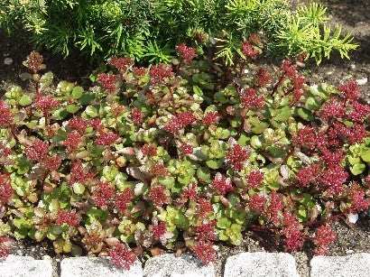 Sedum spurium var. coccineum