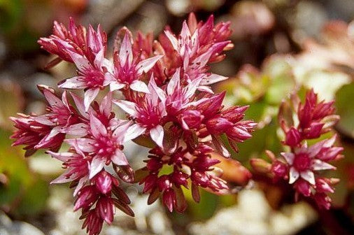 Sedum spurium var. coccineum