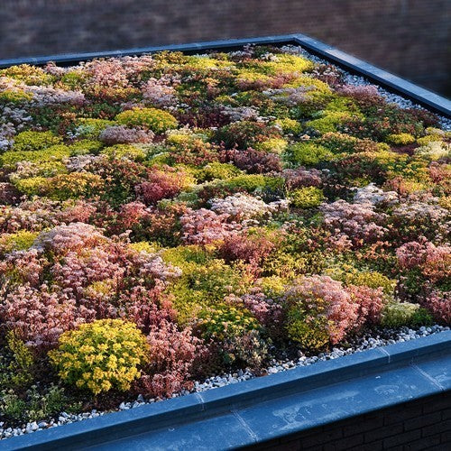 Sedum 'Mixture'