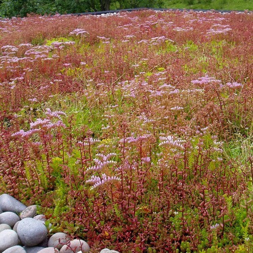 Sedum 'Mixture'