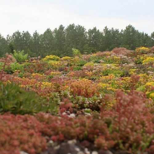 Sedum 'Mixture'