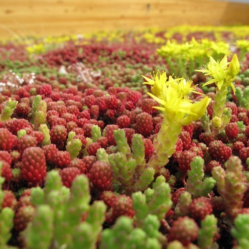 Sedum 'Mixture'