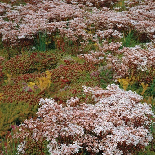 Sedum 'Mixture'