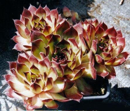 Sempervivum 'Hybrids'