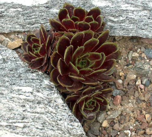 Sempervivum 'Hybrids'