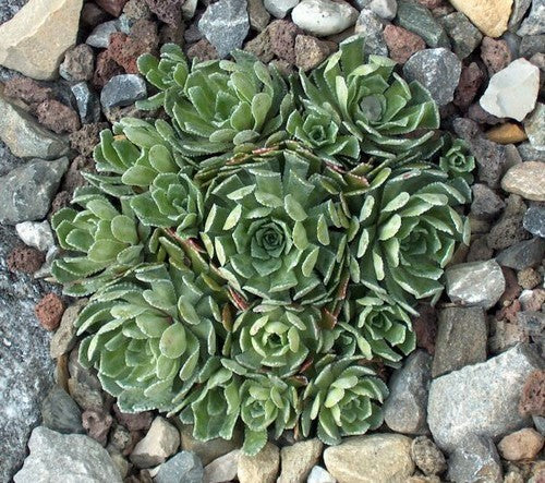 Sempervivum 'Hybrids'