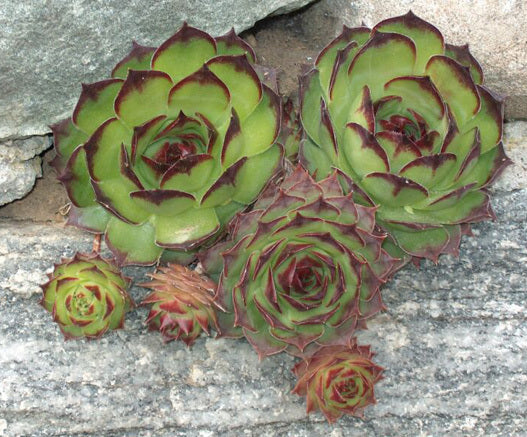 Sempervivum 'Hybrids'