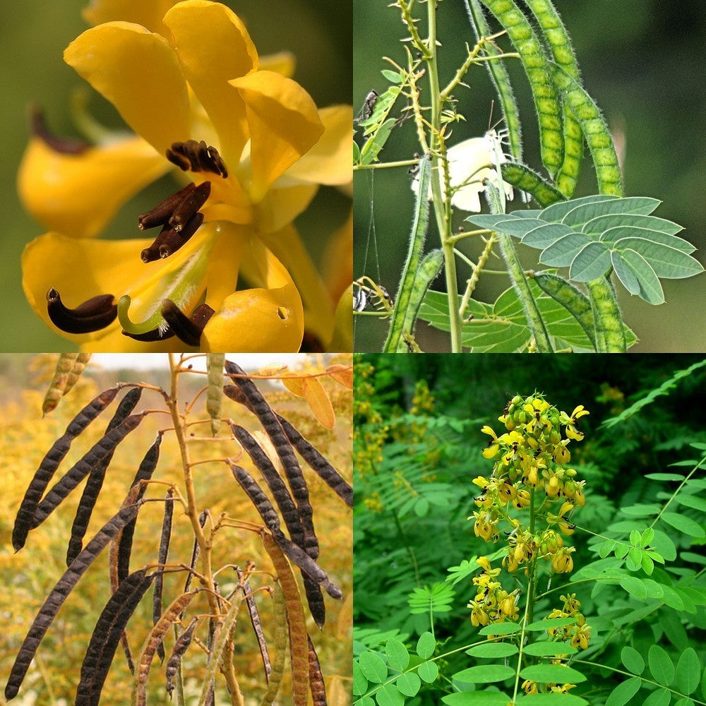 Senna hebecarpa