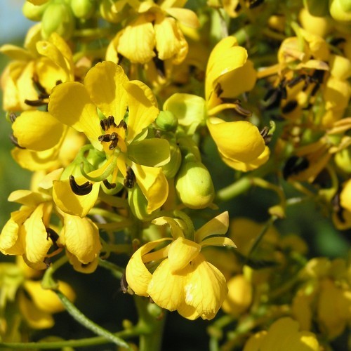 Senna hebecarpa