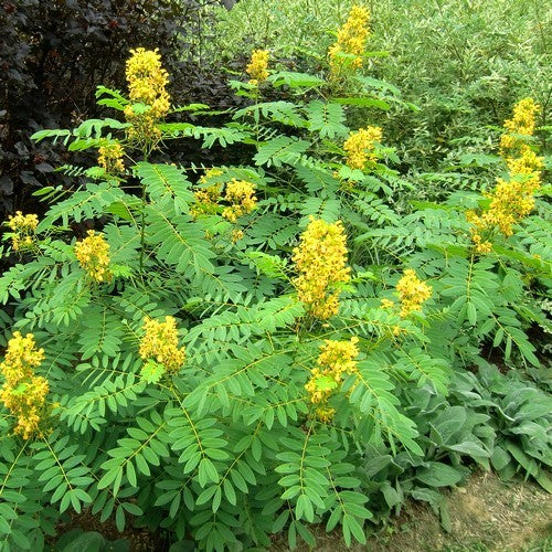 Senna hebecarpa