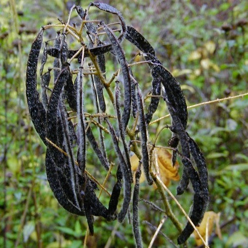 Senna hebecarpa