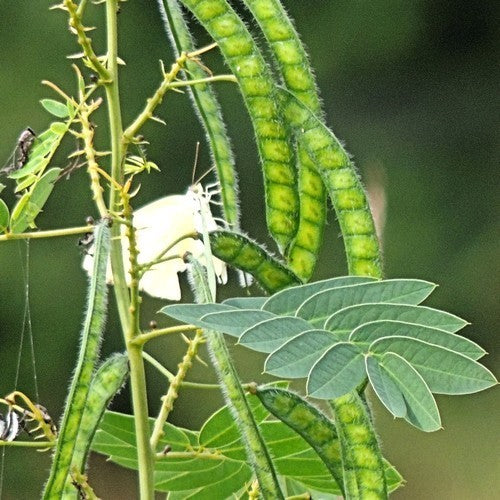 Senna hebecarpa