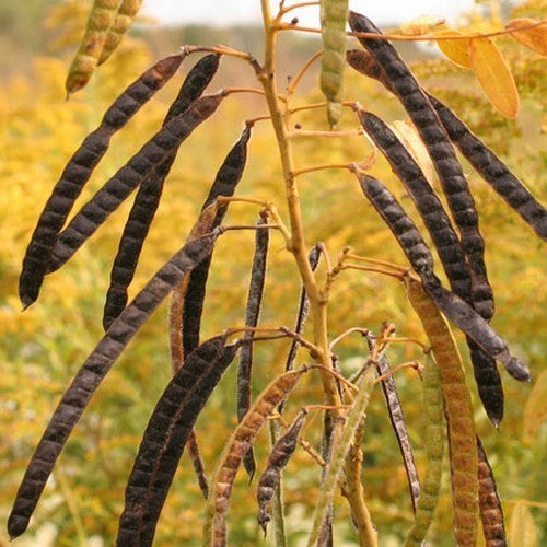 Senna hebecarpa