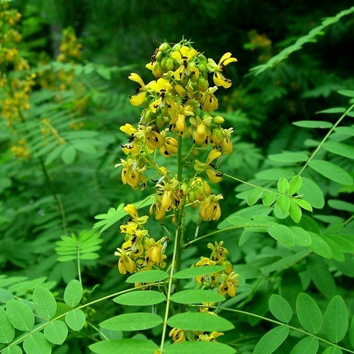 Senna hebecarpa