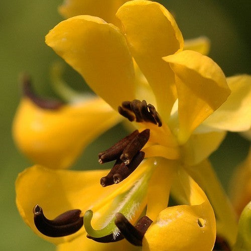 Senna hebecarpa