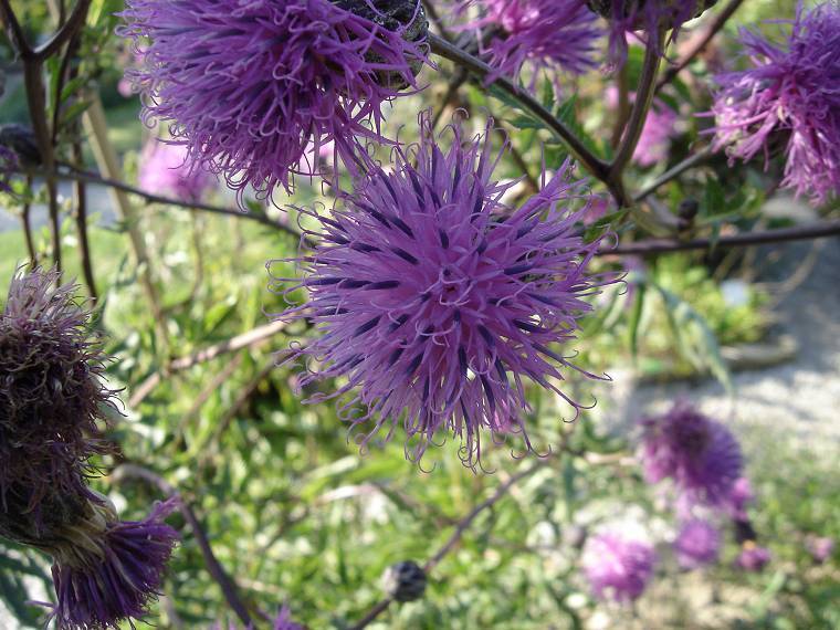 Dyer's serratula