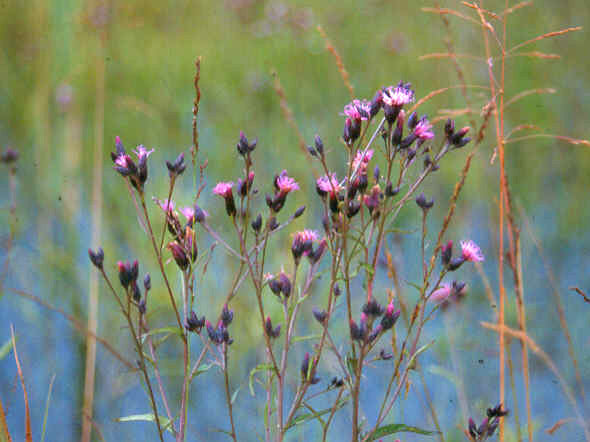 Dyer's serratula