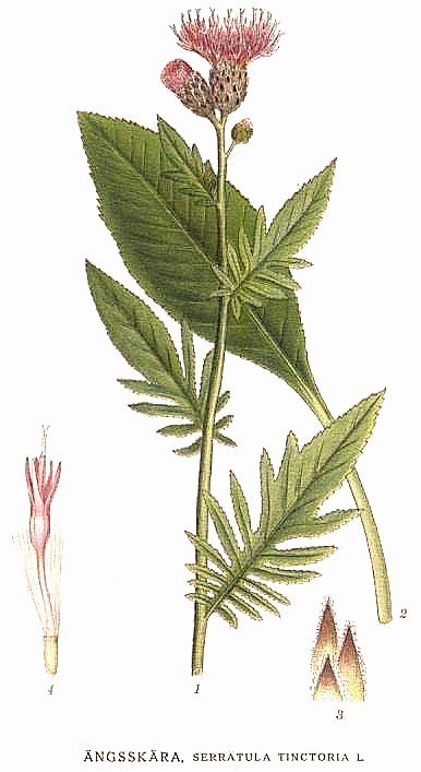 Dyer's serratula