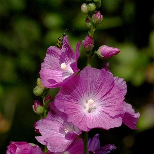 Sidalcea malviflora 'Party Girl'