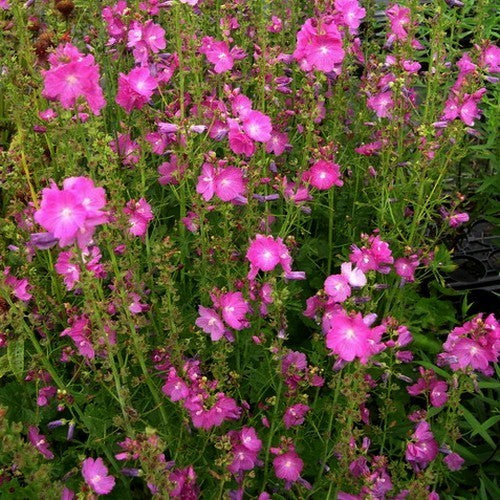 Sidalcea malviflora 'Party Girl'