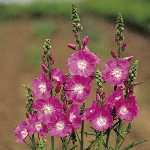 Sidalcea malviflora 'Party Girl'