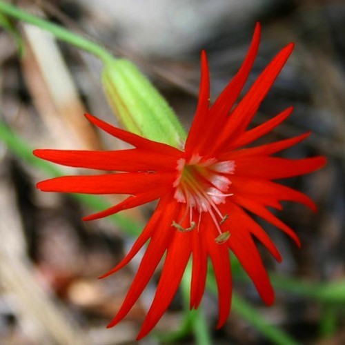 Silene laciniata ‘Jack Flash’ / 'Desert Glow'