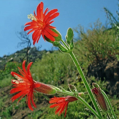 Silene laciniata ‘Jack Flash’ / 'Desert Glow'