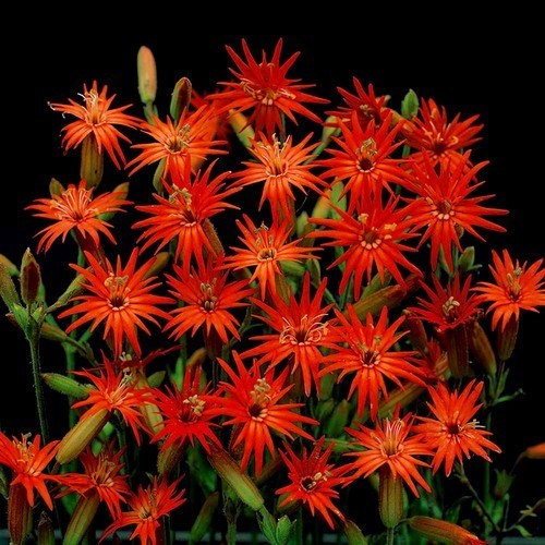 Silene laciniata ‘Jack Flash’ / 'Desert Glow'
