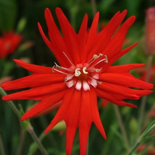 Silene laciniata ‘Jack Flash’ / 'Desert Glow'