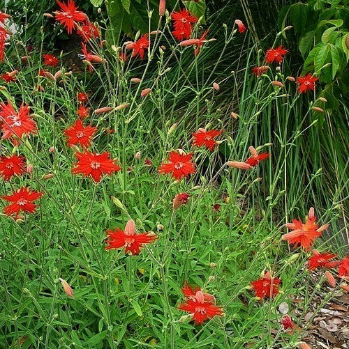 Silene laciniata ‘Jack Flash’ / 'Desert Glow'