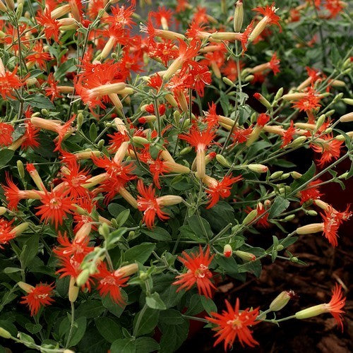 Silene laciniata ‘Jack Flash’ / 'Desert Glow'