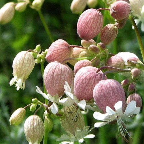 Silene vulgaris ssp. vulgaris