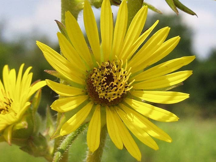 Silphium laciniatum
