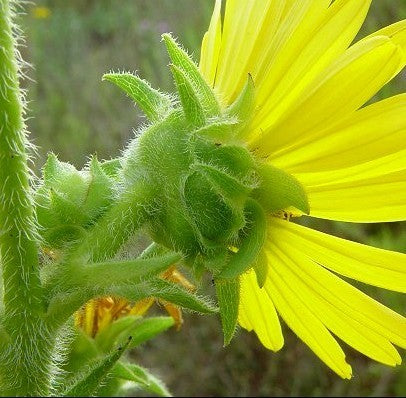 Silphium laciniatum