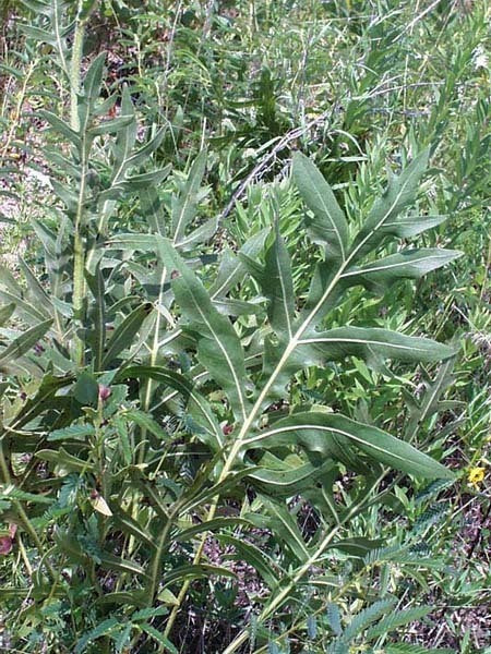 Silphium laciniatum