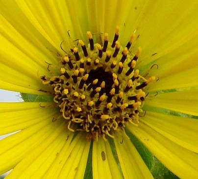 Silphium laciniatum