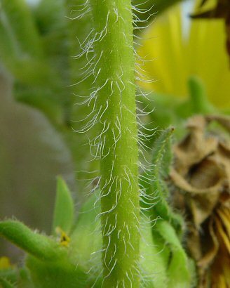 Silphium laciniatum
