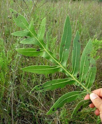 Silphium laciniatum