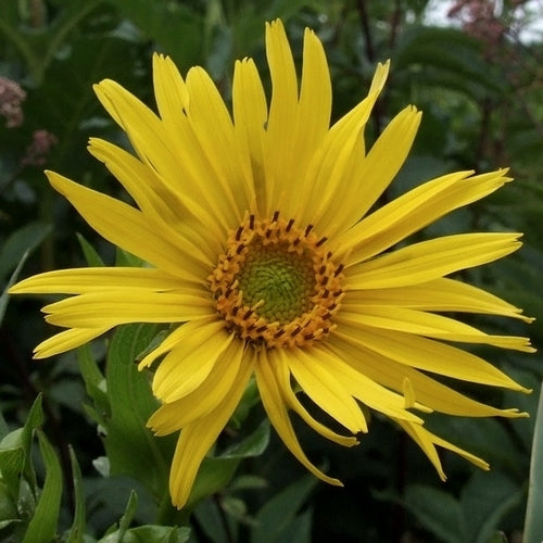 Silphium perfoliatum