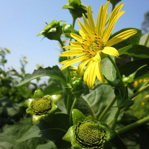 Silphium perfoliatum