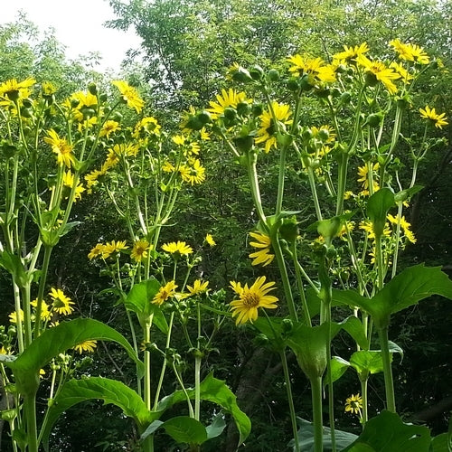 Silphium perfoliatum