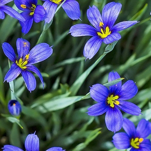 Sisyrinchium angustifolium