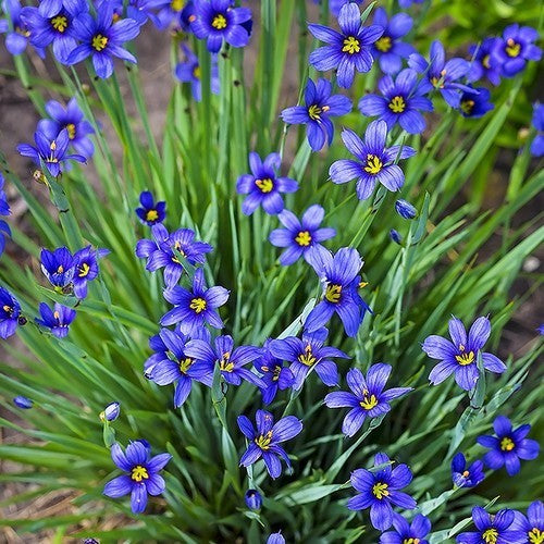 Sisyrinchium angustifolium