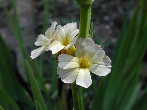 Sisyrinchium striatum
