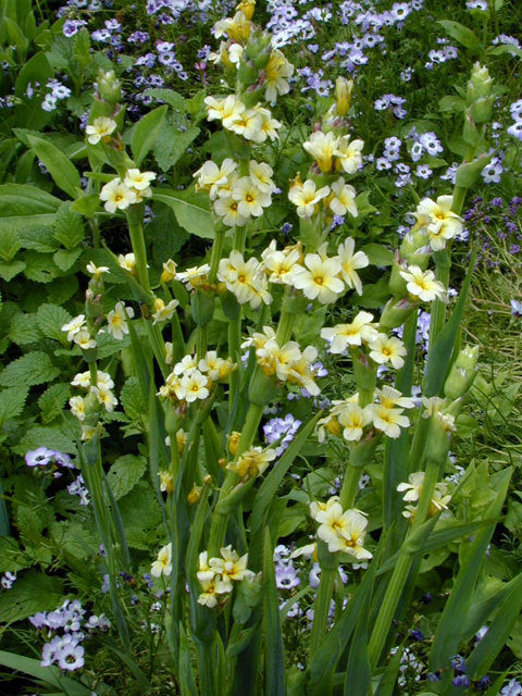 Sisyrinchium striatum